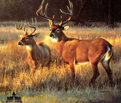 Painting Code#5548-Nancy Glazier:Shadow Tales-Cameo