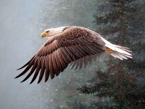 Painting Code#5618-Flying Bald Eagle