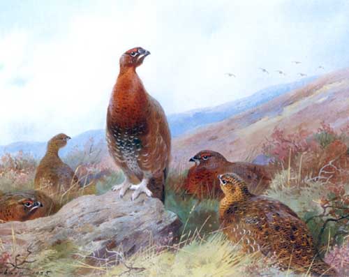 Painting Code#5693-Archibald Thorburn - Covey of Red Rrouse