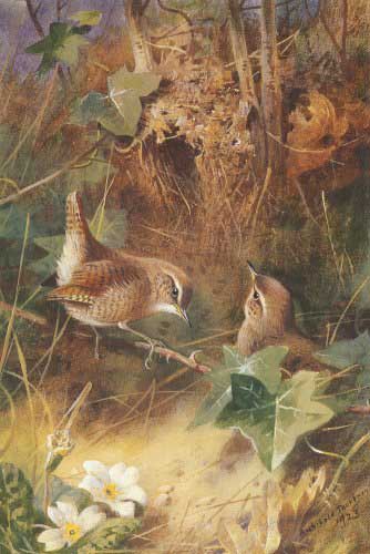 Painting Code#5701-Archibald Thorburn - Wrens