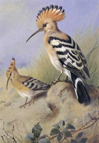 Painting Code#5702-Archibald Thorburn - Hoopoes
