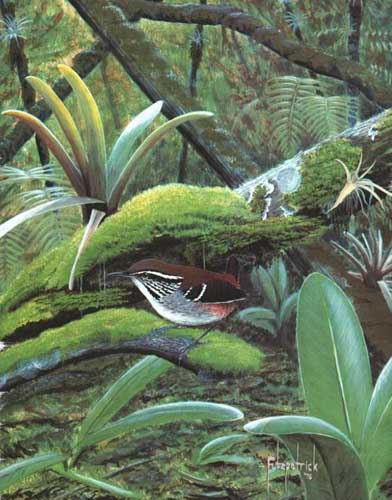 Painting Code#5703-Fitz Wood - Wren