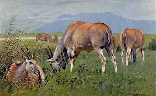 Painting Code#5793-Wilhelm Kuhnert - Eland